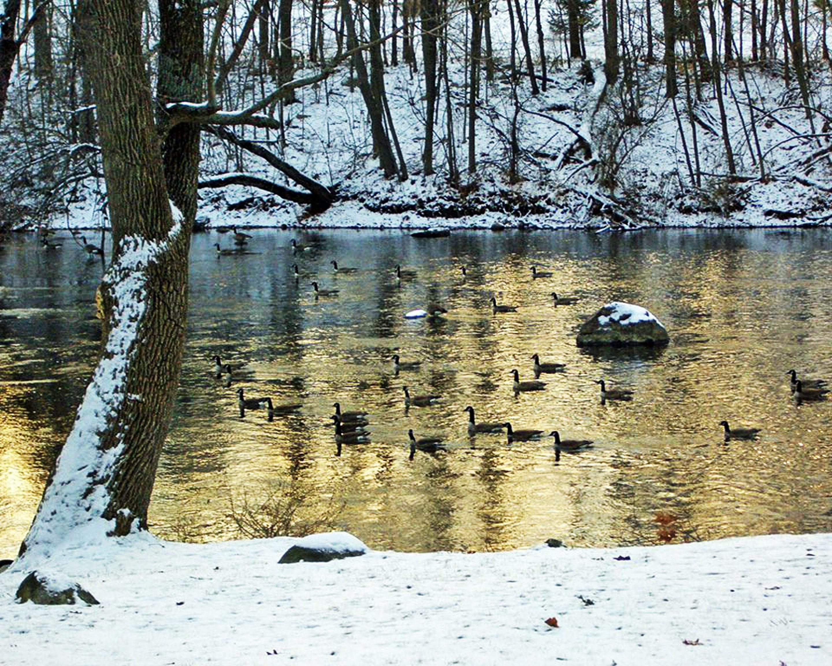 free photos, Geese on the river