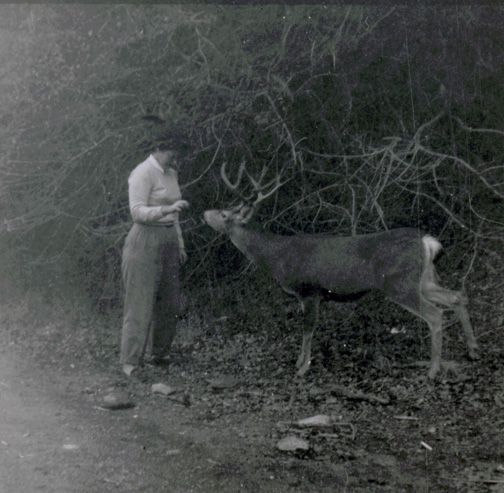 Linda feeding deer