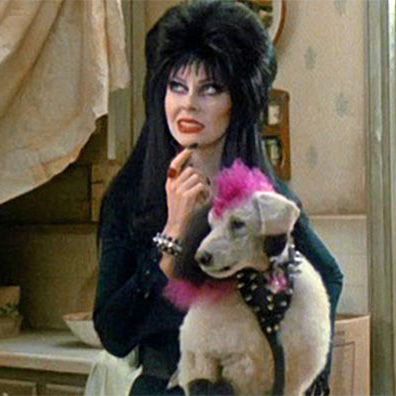 Algonquin; famous dog in movie, Elvira, Mistress of the Dark