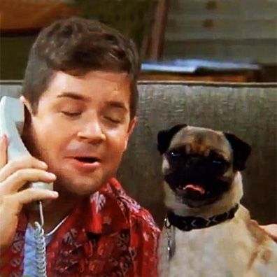 Allen; famous dog in TV, The King of Queens