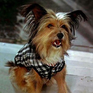 Andrew; famous dog in movie, Mary Poppins