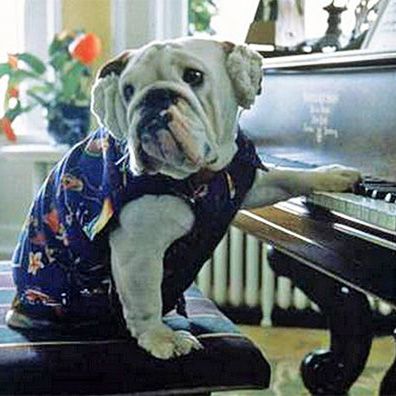 Angus; famous dog in movie, Mr. Magoo