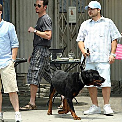 Arnold; famous dog in TV, Entourage