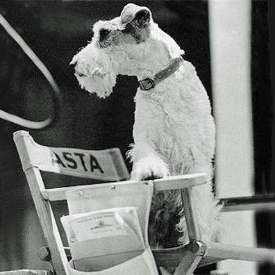 Asta; famous dog in movie, book, The Thin Man