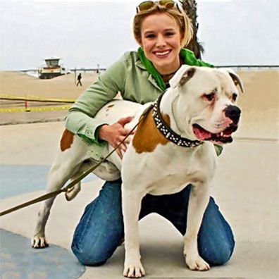 Breeding master powerful dog breeding software for mac osx Breeding master powerful dog breeding software for mac osx