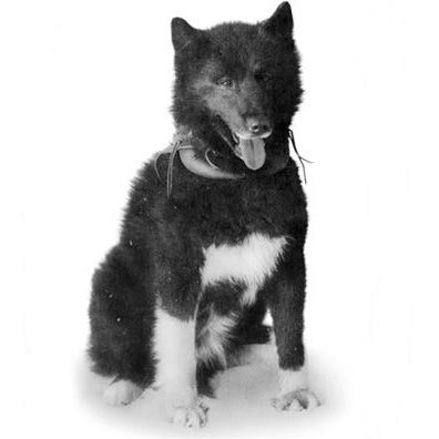 Balto; famous dog in serum run to Nome