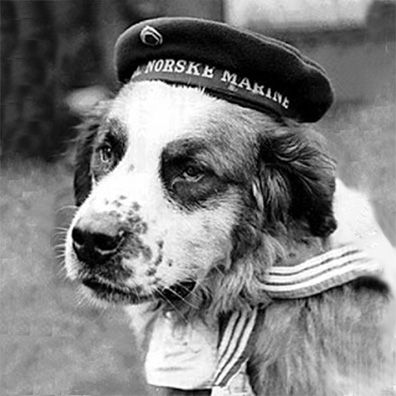 Bamse; famous dog in World War II
