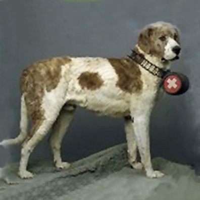 Barry; famous dog in Great St. Bernard Pass