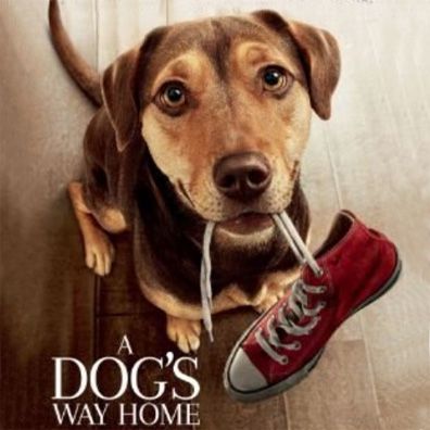 Bella; famous dog in movie, book, A Dog's Way Home