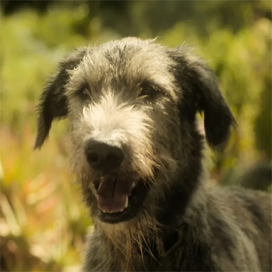 Bendico; famous dog in TV, The Leopard