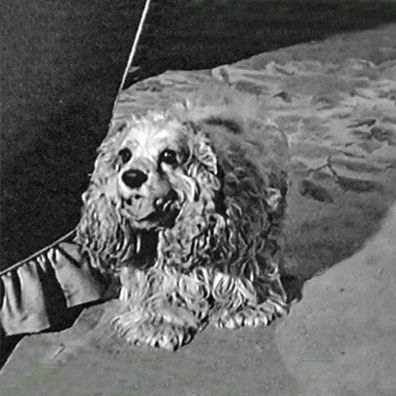 Bessie; famous dog in movie, Period of Adjustment