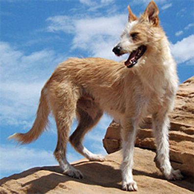 Betty Jane; famous dog in movie, Three Wishes