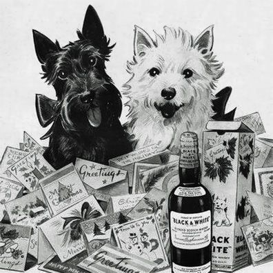 Blackie and Whitey; famous dog in ads, Black and White