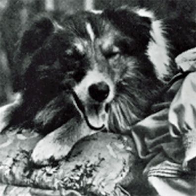 Blair; famous dog in movie, first dog movie star 