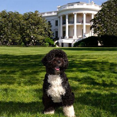 Bo; famous dog in President Barack Obama's
