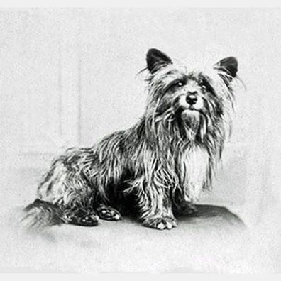 Bobby; famous dog in Greyfriars Bobby