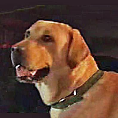 Boomer; famous dog in movie, Independence Day