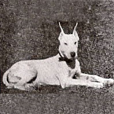 Bruce; famous dog in President Woodrow Wilson