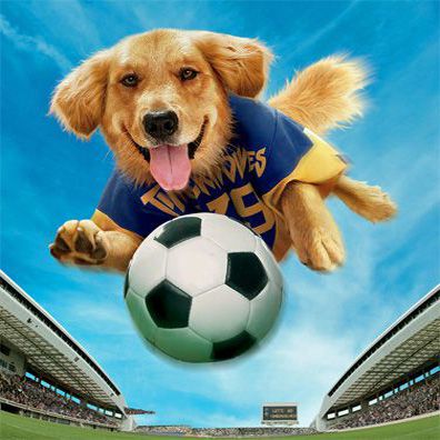 Buddy; famous dog in movie, Air Bud