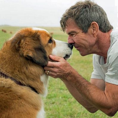 Buddy; famous dog in movie, book, A Dog's Purpose