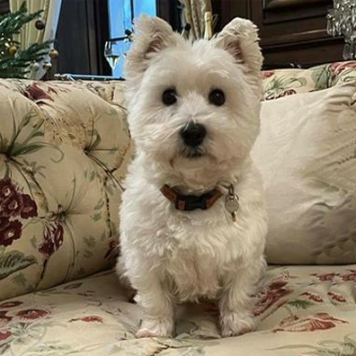 famous dog Bulles