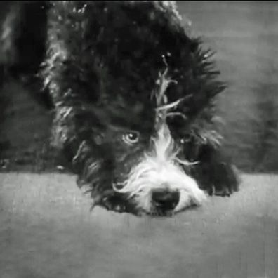 Cameo; famous dog in dog actor