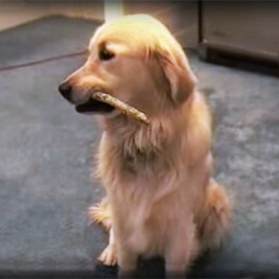 Charlie the Wonder Dog; famous dog in TV, The Late Show
