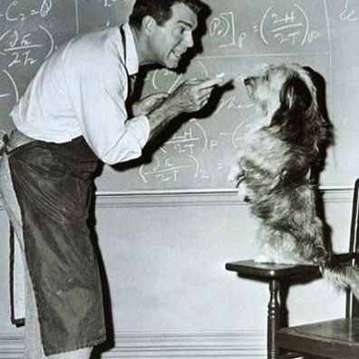 Charlie; famous dog in movie, The Absent-Minded Professor