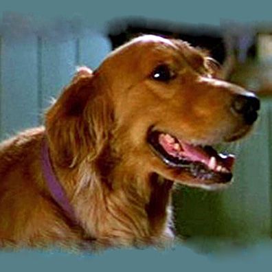 Cherokee; famous dog in movie, Scream 3