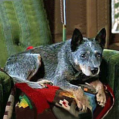 Chico; famous dog in movie, Secret Window