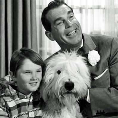 Chiffon; famous dog in movie, The Shaggy Dog