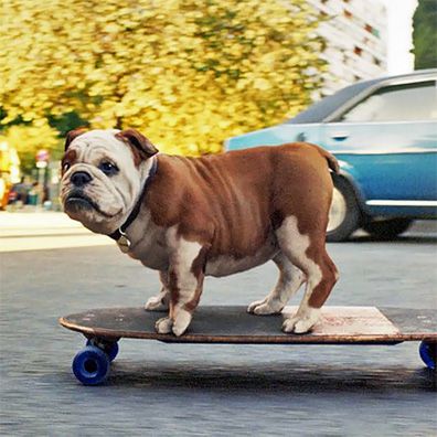 Churchill; famous dog in ads, Churchill Insurance Company