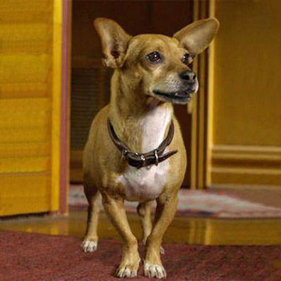 Chloe; famous dog in movie, Beverly Hills Chihuahua