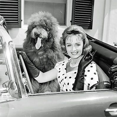 Coco; famous dog in TV, The Donna Reed Show