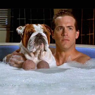 Colossus; famous dog in movie, Van Wilder