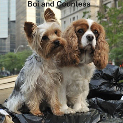 famous dog Boi and Countess