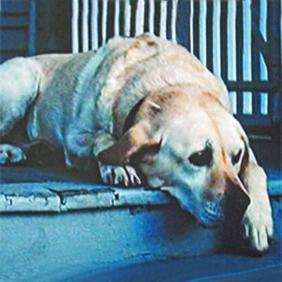 Daisy; famous dog in movie, Grand Torino