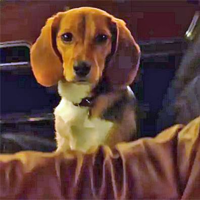 Daisy; famous dog in movie, John Wick