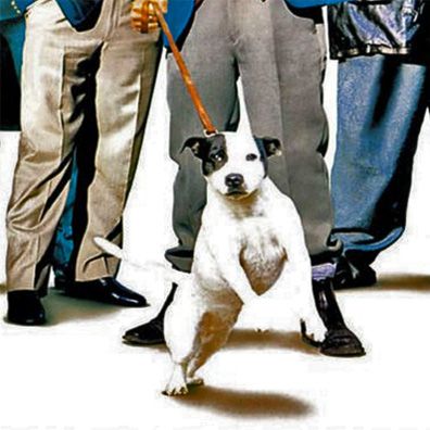 Daisy; famous dog in movie, Snatch