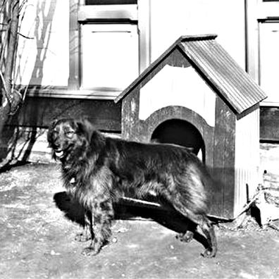 Dash; famous dog in President Benjamin Harrison