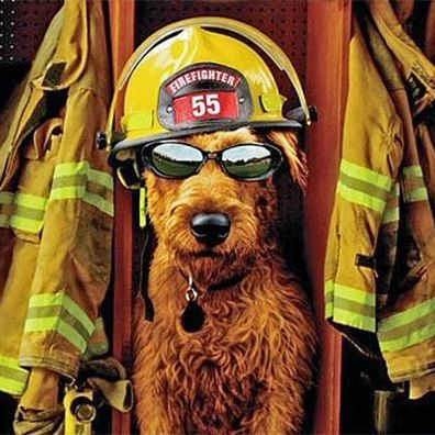Dewey; famous dog in movie, Firehouse Dog