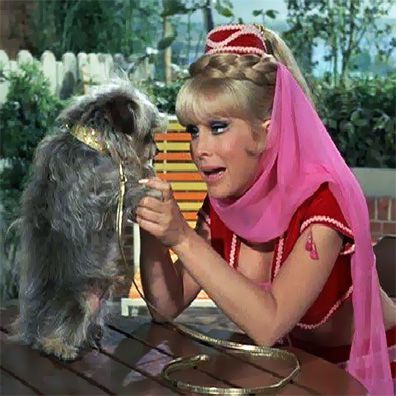 Djinn Djinn; famous dog in TV, I Dream of Jeannie