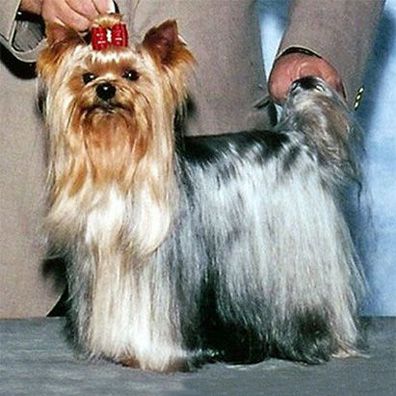 Dolce Sinfonia; famous dog in Show dog champion
