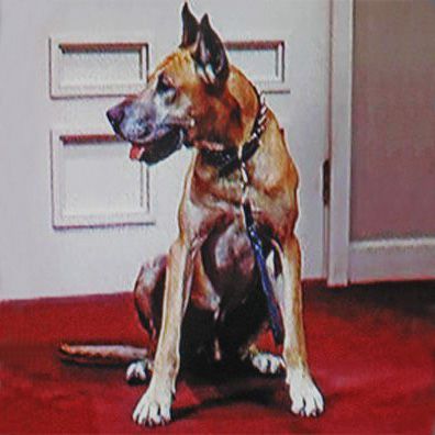 Duke; famous dog in movie, Bathing Beauty