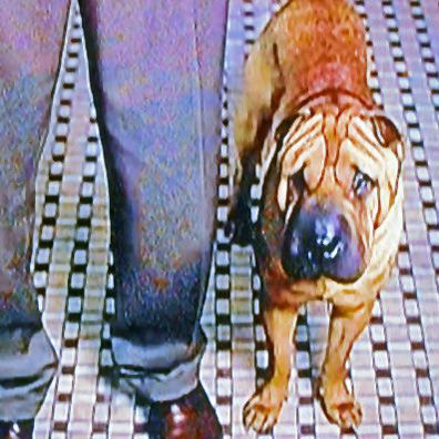 Duke; famous dog in movie, The Quiet American
