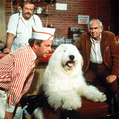 Elwood; famous dog in movie, The Shaggy D. A.