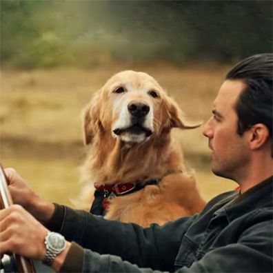 Enzo; famous dog in movie, book, The Art of Racing in the Rain