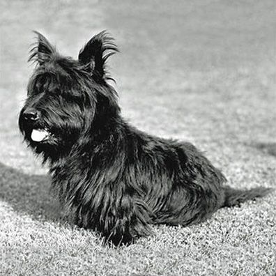 Fala; famous dog in President Franklin Roosevelt