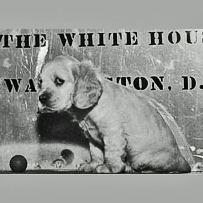Feller; famous dog in President Harry S Truman