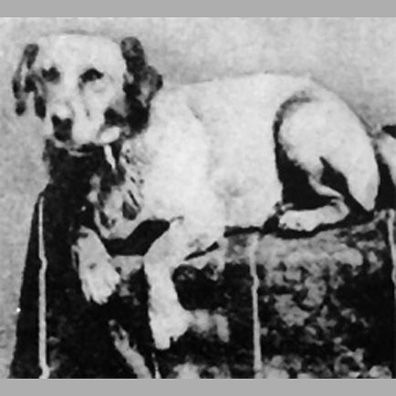 Fido; famous dog in President Abraham Lincoln